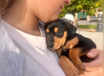 Platano - offen und freundlich