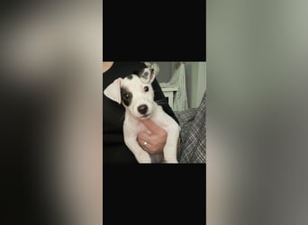 NOTFALL Linda - lebensfroh und verspielt