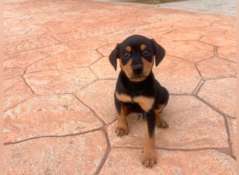 Platano - offen und freundlich