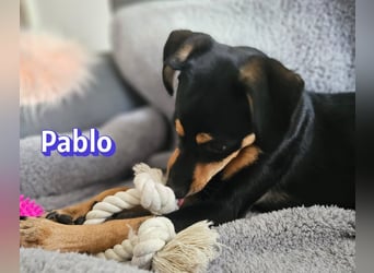 Pablo, 09/25 - treuer Begleiter sucht Familie in 51109 Köln
