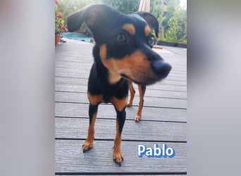 Pablo, 09/25 - treuer Begleiter sucht Familie in 51069 Köln