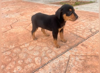 Platano - offen und freundlich