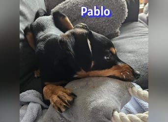 Pablo, 09/25 - treuer Begleiter sucht Familie in 51109 Köln