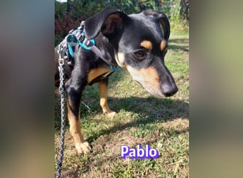 Pablo, 09/25 - treuer Begleiter sucht Familie in 51069 Köln