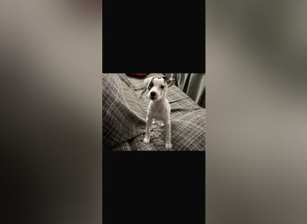 NOTFALL Linda - lebensfroh und verspielt