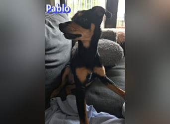 Pablo, 09/25 - treuer Begleiter sucht Familie in 51109 Köln