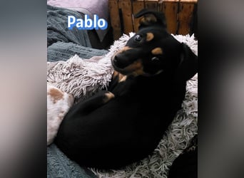 Pablo, 09/25 - treuer Begleiter sucht Familie in 51069 Köln
