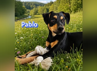 Pablo, 09/25 - treuer Begleiter sucht Familie in 51109 Köln