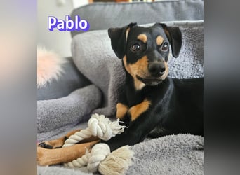 Pablo, 09/25 - treuer Begleiter sucht Familie in 51109 Köln