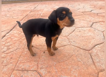 Platano - offen und freundlich