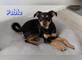 Pablo, 09/25 - treuer Begleiter sucht Familie in 51109 Köln