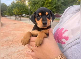 Platano - offen und freundlich