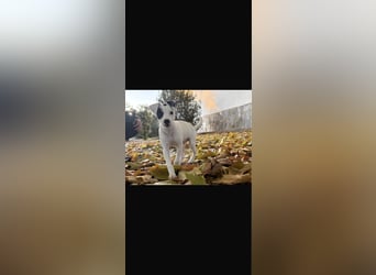 NOTFALL Linda - lebensfroh und verspielt