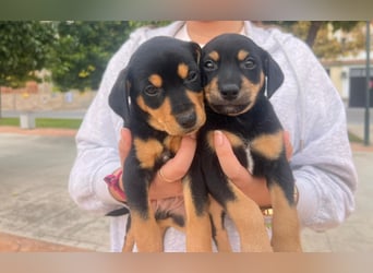 Kiwi - offen und freundlich