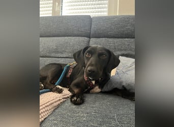 Rosi, kleine Jagdhund Mix Hündin