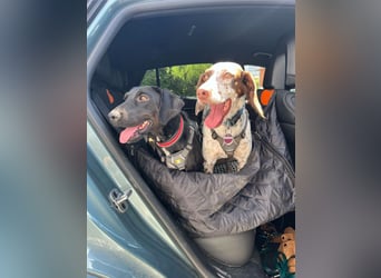 Rosi, kleine Jagdhund Mix Hündin