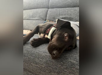Rosi, kleine Jagdhund Mix Hündin