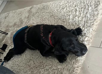 Rosi, kleine Jagdhund Mix Hündin