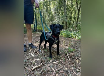 Rosi, kleine Jagdhund Mix Hündin