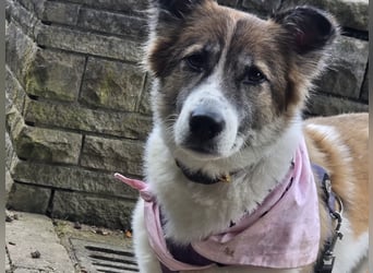 Leia 13,5 kg Persönlichkeit sucht Ihr Für-Immer Zuhause
