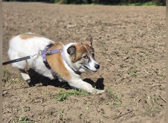 Leia 13,5 kg Persönlichkeit sucht Ihr Für-Immer Zuhause