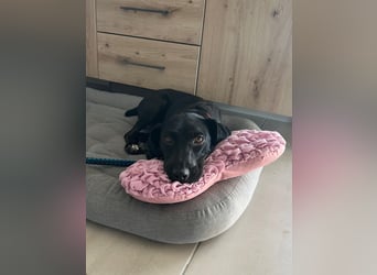 Rosi, kleine Jagdhund Mix Hündin