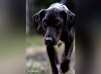 Rosi, kleine Jagdhund Mix Hündin