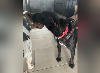 Rosi, kleine Jagdhund Mix Hündin