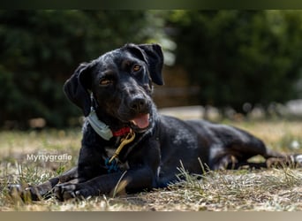 Rosi, kleine Jagdhund Mix Hündin