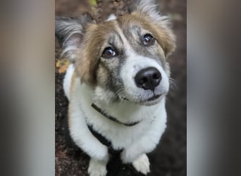 Leia 13,5 kg Persönlichkeit sucht Ihr Für-Immer Zuhause