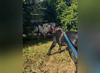 Rosi, kleine Jagdhund Mix Hündin