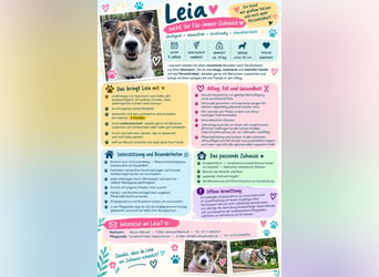 Leia 13,5 kg Persönlichkeit sucht Ihr Für-Immer Zuhause
