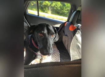 Rosi, kleine Jagdhund Mix Hündin