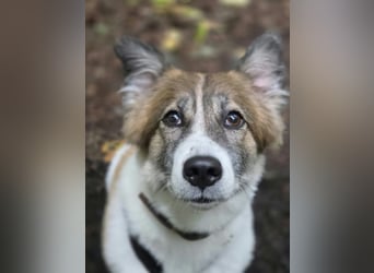 Leia 13,5 kg Persönlichkeit sucht Ihr Für-Immer Zuhause