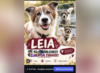 Leia 13,5 kg Persönlichkeit sucht Ihr Für-Immer Zuhause
