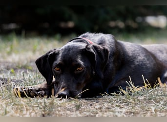 Rosi, kleine Jagdhund Mix Hündin