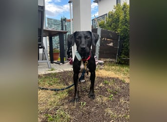 Rosi, kleine Jagdhund Mix Hündin