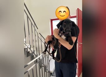 Rosi, kleine Jagdhund Mix Hündin
