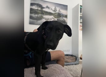 Rosi, kleine Jagdhund Mix Hündin