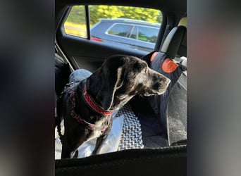 Rosi, kleine Jagdhund Mix Hündin