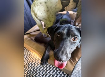 Rosi, kleine Jagdhund Mix Hündin