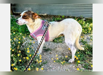 Guinda (TO) süßer kleiner Schatz