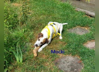 Mocki geb. 06/2023 (in Deutschland) - loyaler Hundejunge sucht seine Menschen!