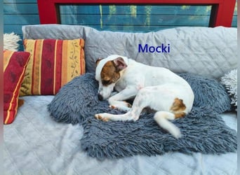 Mocki geb. 06/2023 (in Deutschland) - loyaler Hundejunge sucht seine Menschen!