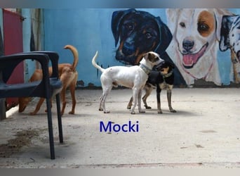 Mocki geb. 06/2023 (in Deutschland) - loyaler Hundejunge sucht seine Menschen!