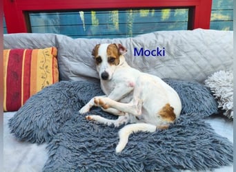 Mocki geb. 06/2023 (in Deutschland) - loyaler Hundejunge sucht seine Menschen!