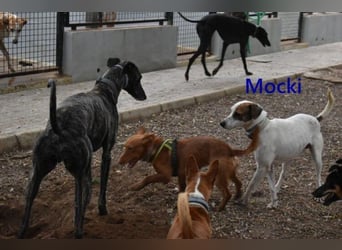Mocki geb. 06/2023 (in Deutschland) - loyaler Hundejunge sucht seine Menschen!