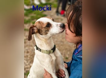 Mocki geb. 06/2023 (in Deutschland) - loyaler Hundejunge sucht seine Menschen!