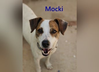 Mocki geb. 06/2023 (in Deutschland) - loyaler Hundejunge sucht seine Menschen!