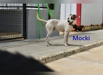 Mocki geb. 06/2023 (in Deutschland) - loyaler Hundejunge sucht seine Menschen!
